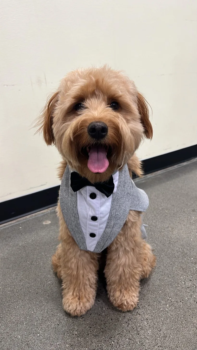 Rio, the Golden Doodle Chief Happiness Officer at Living By Design